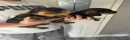 Dachshund dogs for sale: Beautiful Teckel Dachshund puppies for sale - Advert 6
