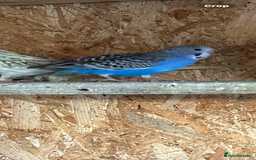 Budgerigars birds for sale: Budgies  - Image 1