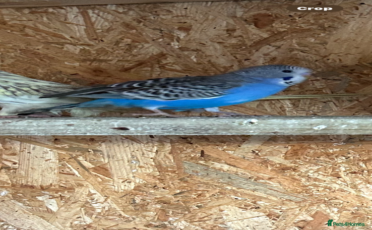 Budgerigars birds - Advert 1