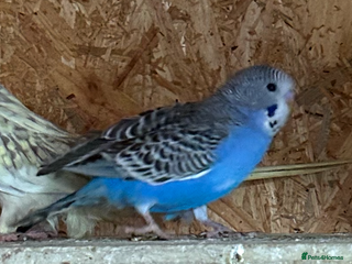Budgerigars birds for sale - Advert 1