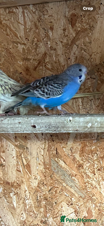 Budgerigars birds - Advert 1