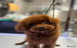Toy Poodle dogs for sale: Asian teddy face toy poodles boys - Image 17