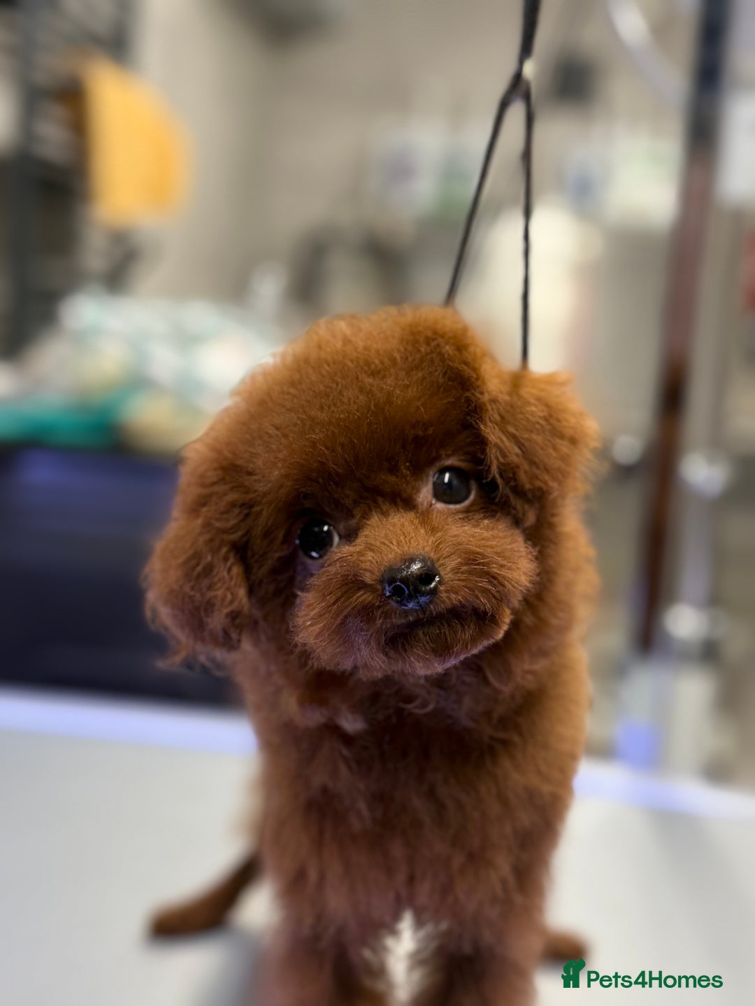 Toy Poodle dogs for sale: Asian teddy face toy poodles boys - Image 17
