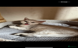 Scottish Fold cats for sale: Scottish Kittens – Fold & Straight – Ready Now - Image 28