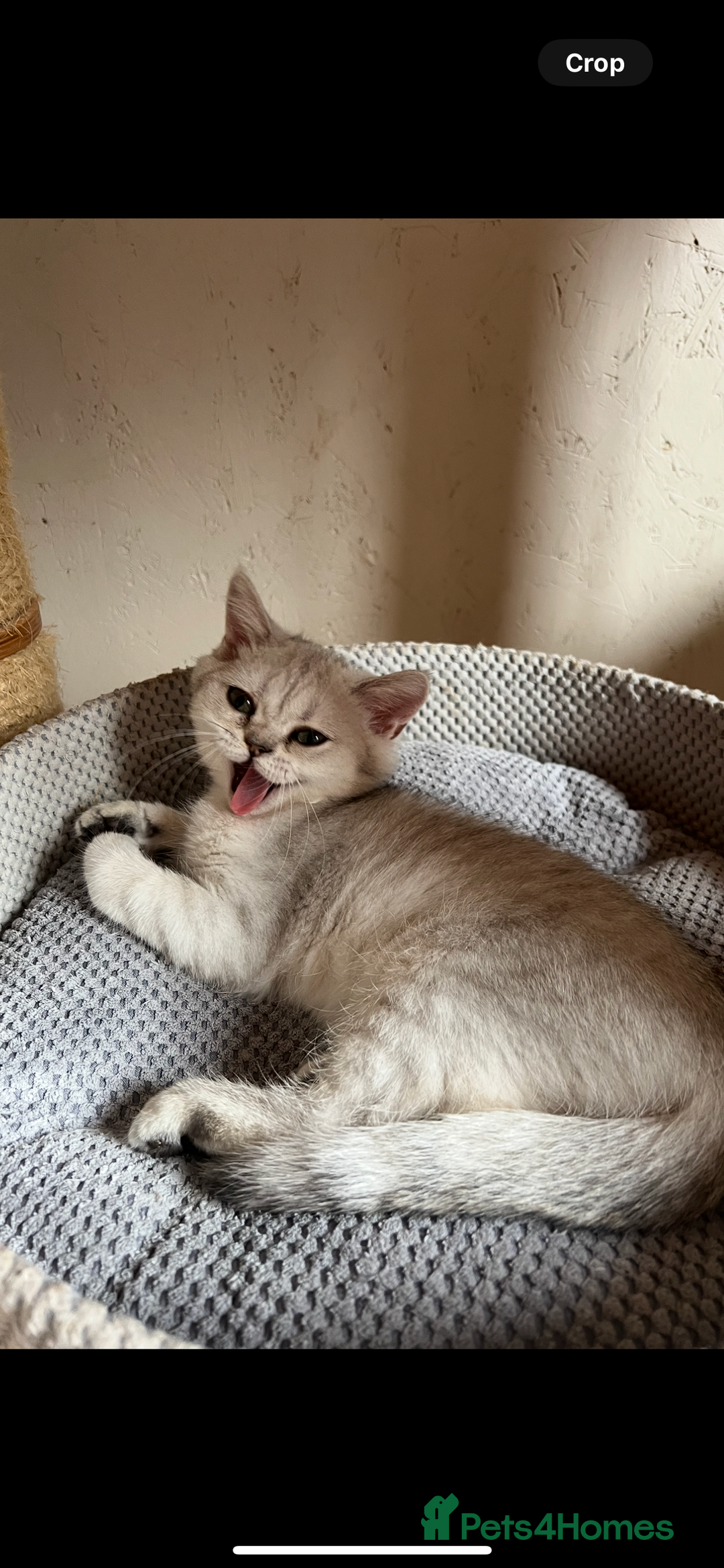 Scottish Fold cats for sale: Scottish Kittens – Fold & Straight – Ready Now - Image 28