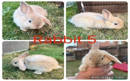 Mixed Breed rabbits for sale: 6 lion head x lops for sale  - Image 5