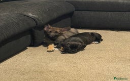 Mixed Breed dogs for sale: 9 week old cane corso cross - Image 1