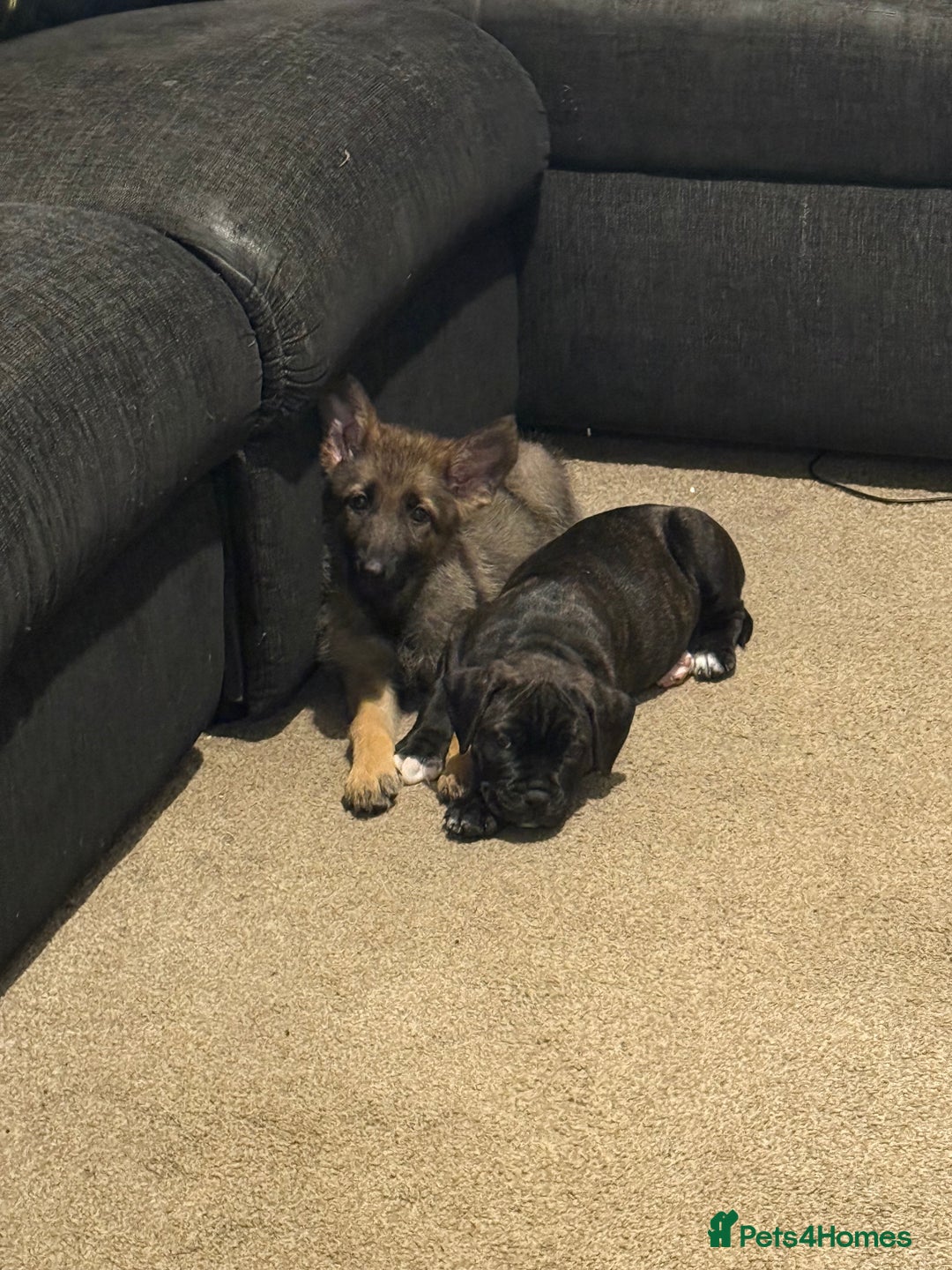 Mixed Breed dogs for sale: 9 week old cane corso cross - Image 1