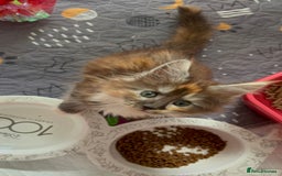 Maine Coon cats for sale: Beautiful pedigree mainecoon kitten  - Image 9