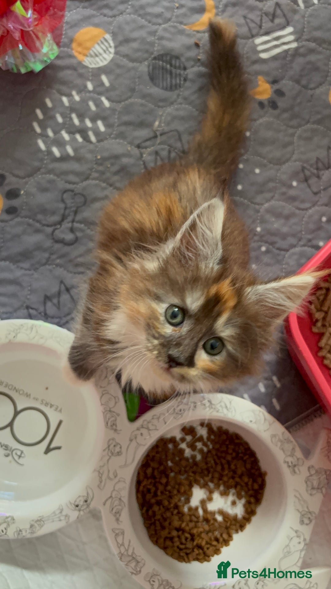 Maine Coon cats for sale: Beautiful pedigree mainecoon kitten  - Image 9