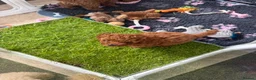 Toy Poodle dogs for sale: KC Registered Toy Poodle Puppies – DNA Clear,  - Advert 3