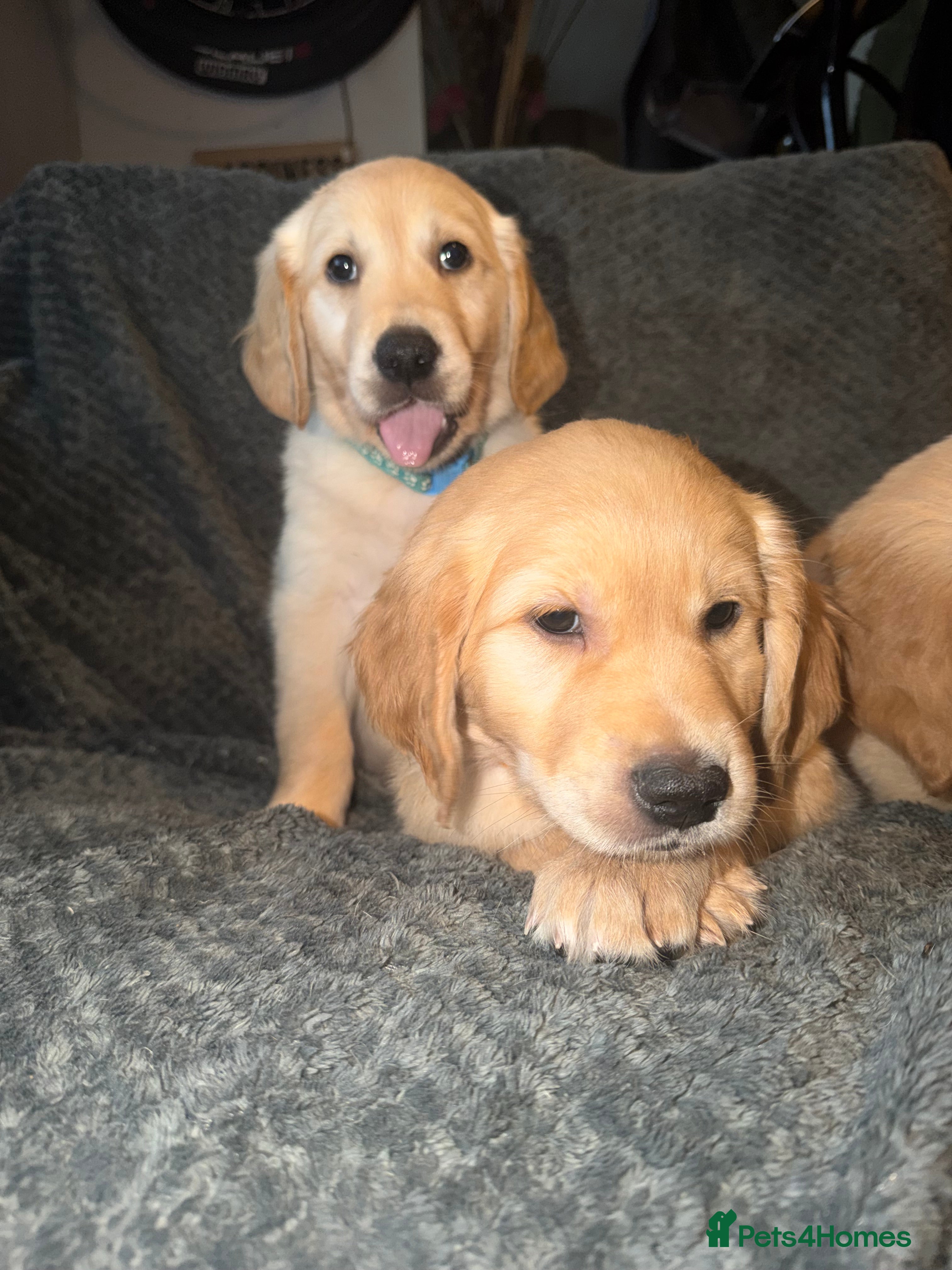 Golden Retriever dogs Beautiful KC Reg Golden Retrievers Ready This week - Advert 4