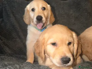 Golden Retriever dogs Beautiful KC Reg Golden Retrievers Ready This week - Advert 4
