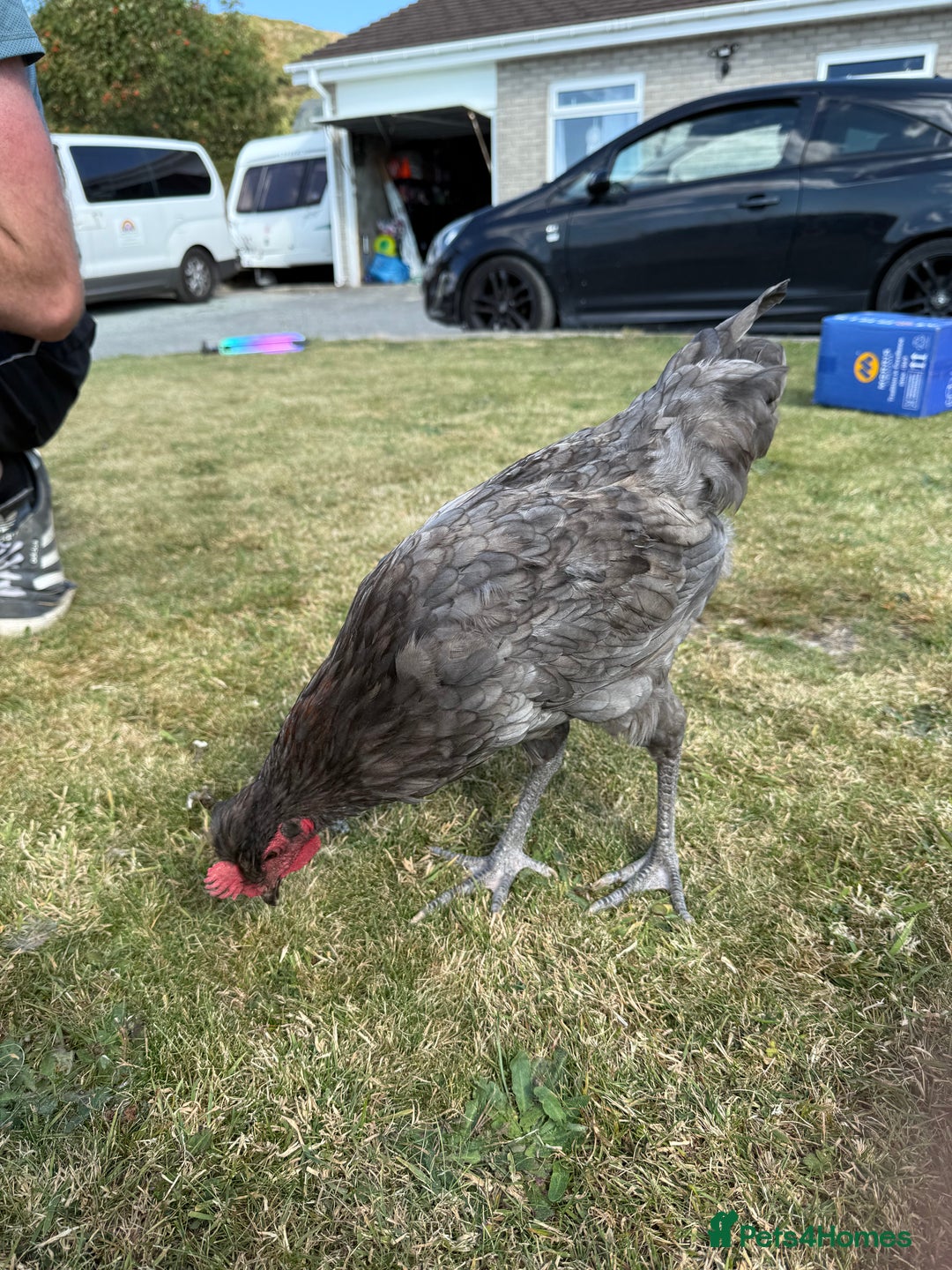 Chickens poultry for sale: 2 x Cockerels for sale - Image 7