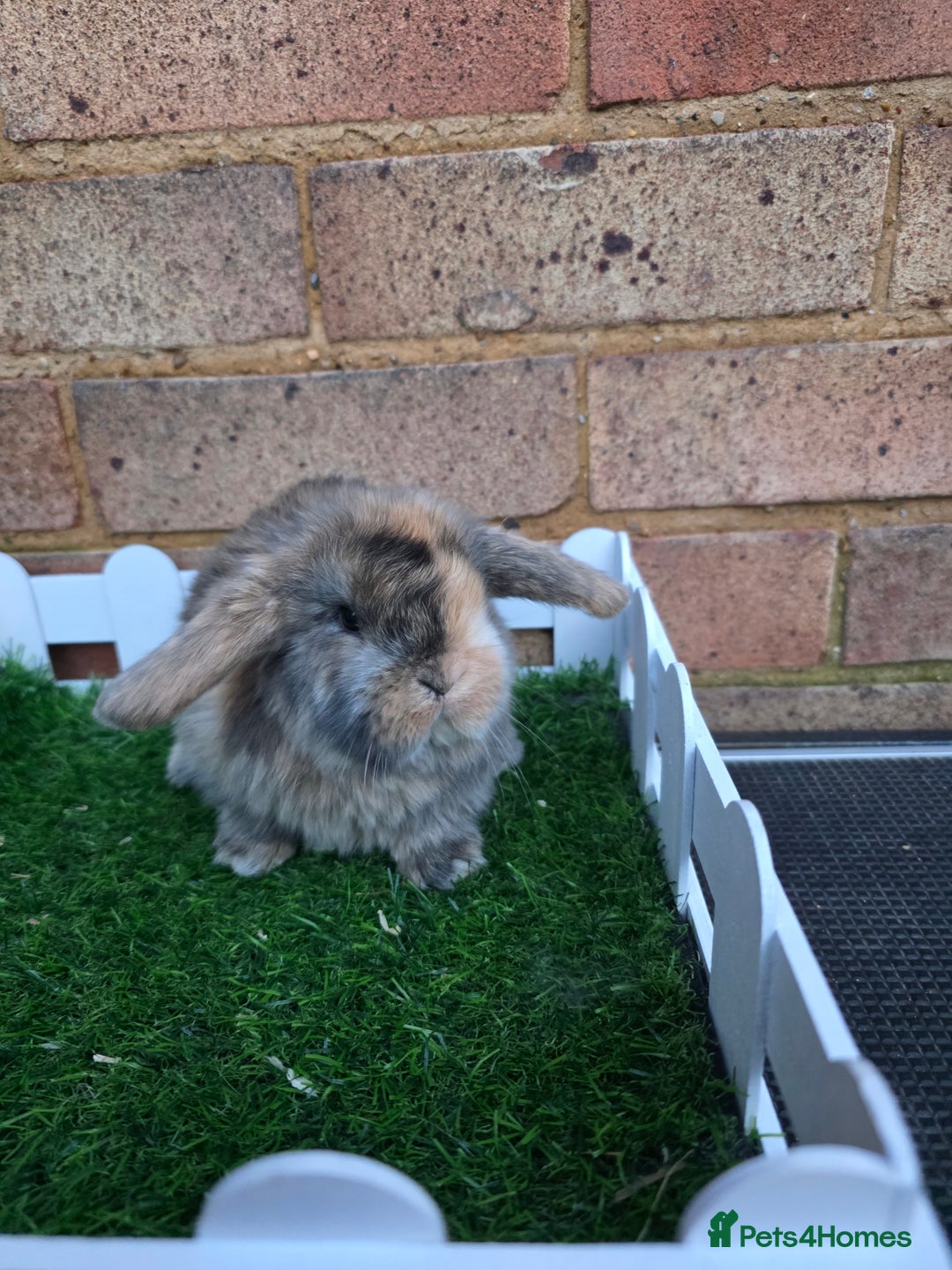 French Lop rabbits for sale: Pure bred French lops - Advert 11