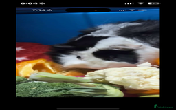 Guinea Pig rodents for sale: 2 lovely guinea pigs with cage and food - Image 2