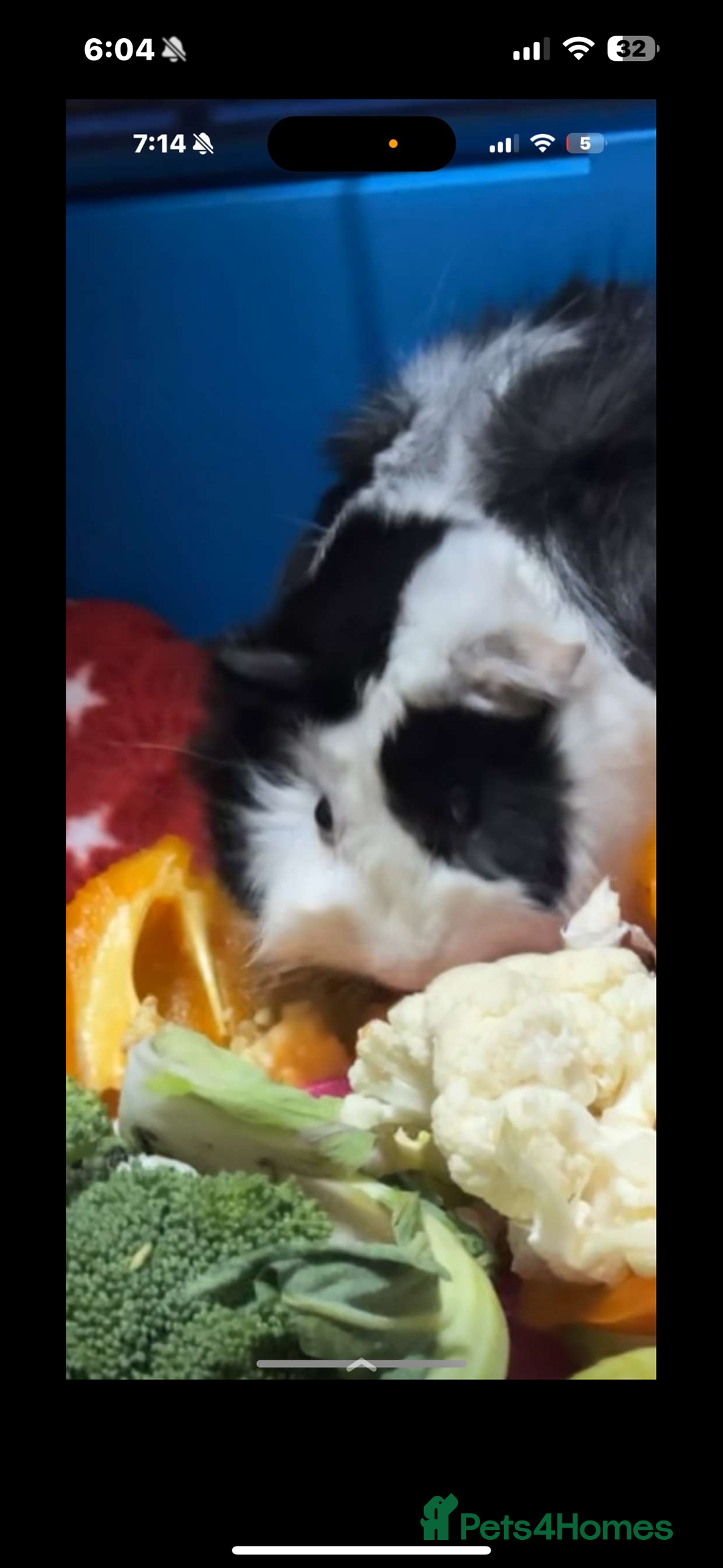 Guinea Pig rodents for sale: 2 lovely guinea pigs with cage and food - Image 2