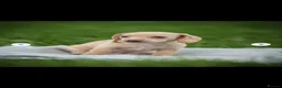 Dachshund dogs for sale: Miniature Cream Smooth Dachshunds Ready Now - Advert 12