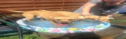 Labrador Retriever dogs for sale: Labrador puppies. PLEASE READ DESCRIPTION.  - Advert 2