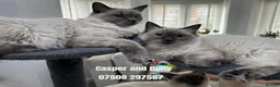 Ragdoll cats for sale: 2 Boy fluffy cute Ragdolls left - Advert 1