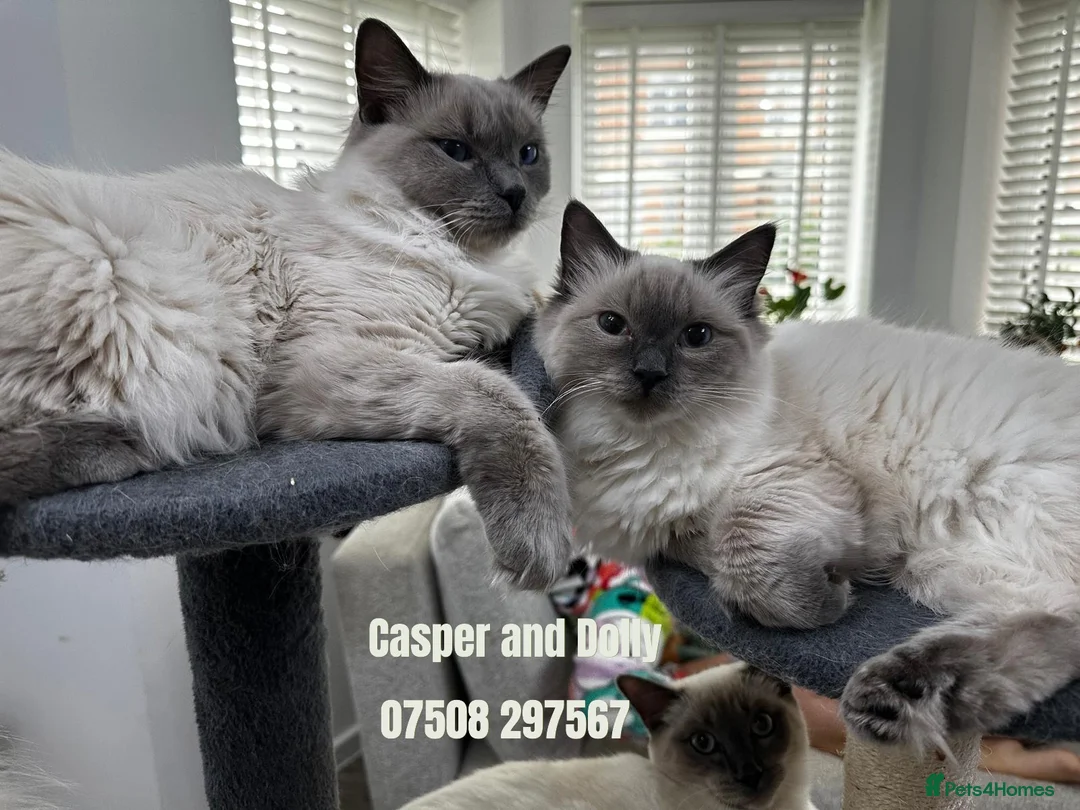 Ragdoll cats for sale: 2 Boy fluffy cute Ragdolls left - Advert 1