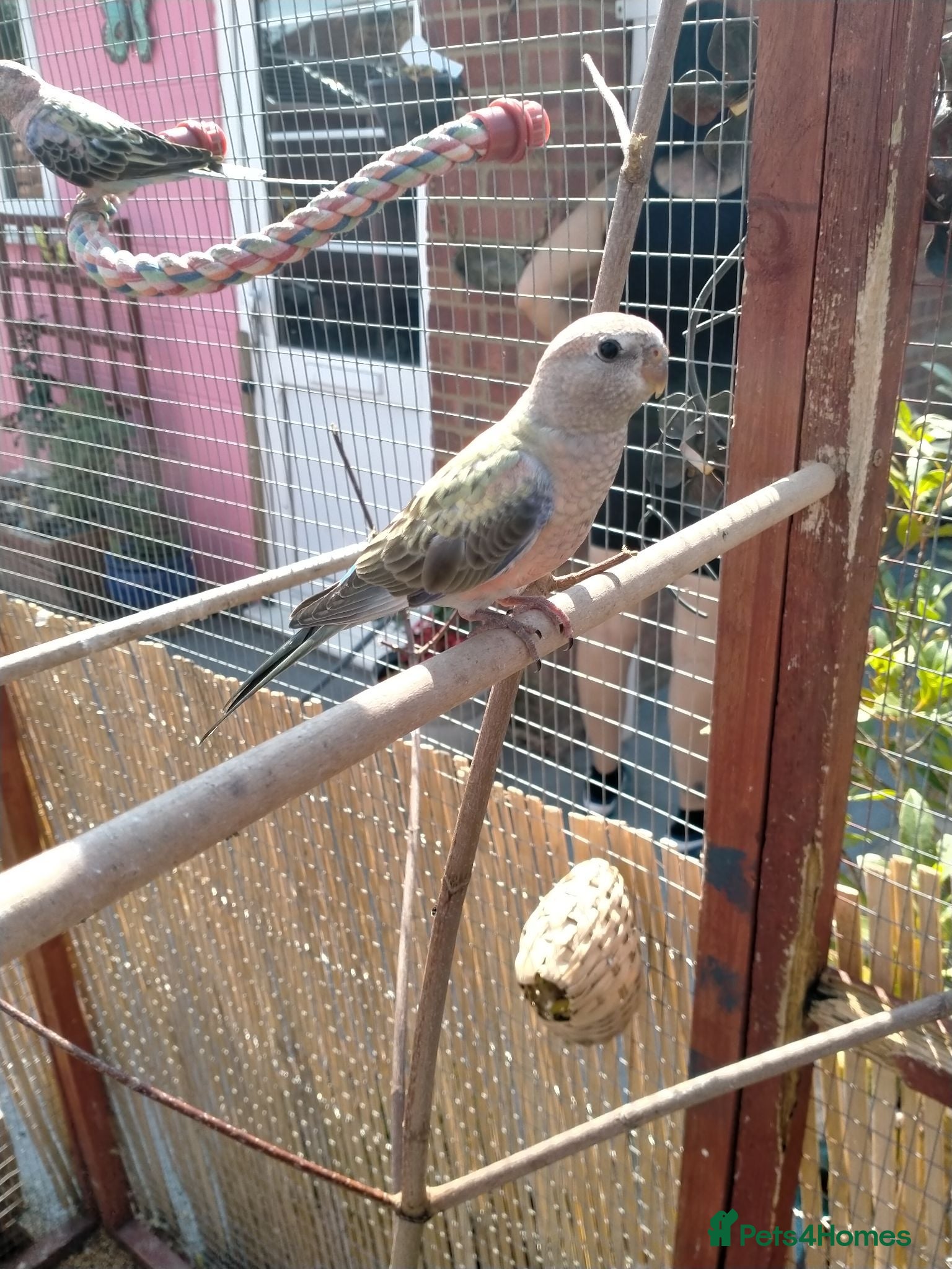 Parakeets birds 3 x stunning young Blue Bourke parakeets for sale. - Advert 1
