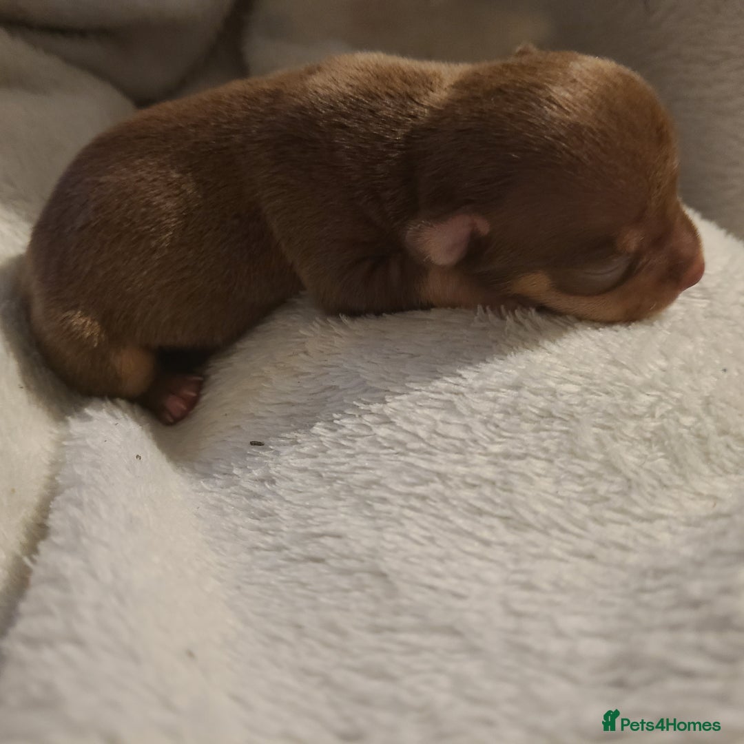 Chihuahua dogs for sale: Smooth coat chihuahuas - Image 15