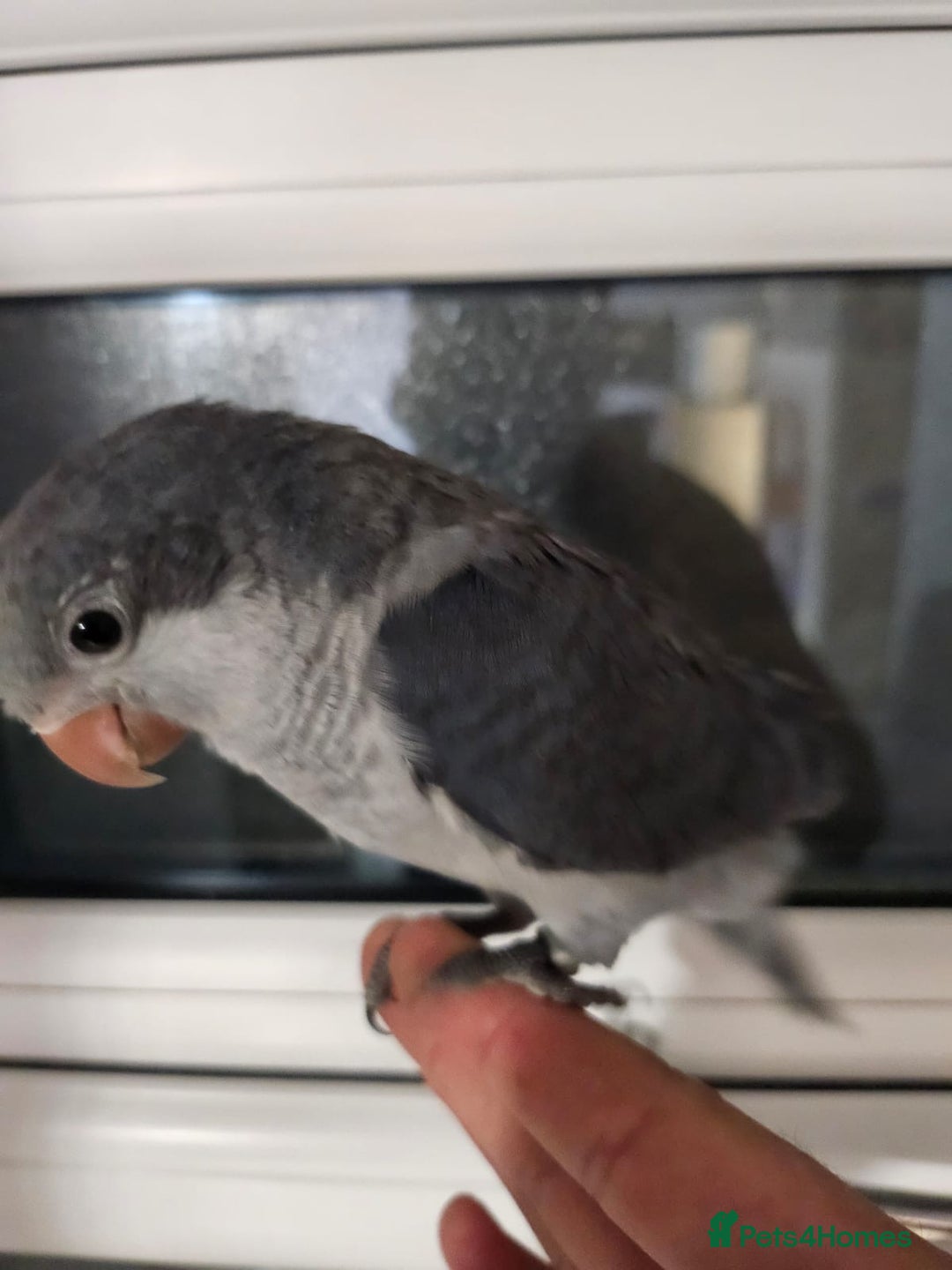 Budgerigars birds for sale:  Two Adorable Blue-Grey Baby Quaker Parrots - Image 4