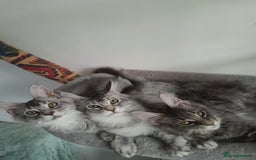 Maine Coon cats for sale: 3 maine coon girls black silver TICA pedigree - Image 4
