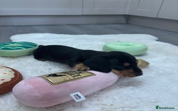 Miniature Dachshund dogs for sale: Miniature dachshund  - Advert 13