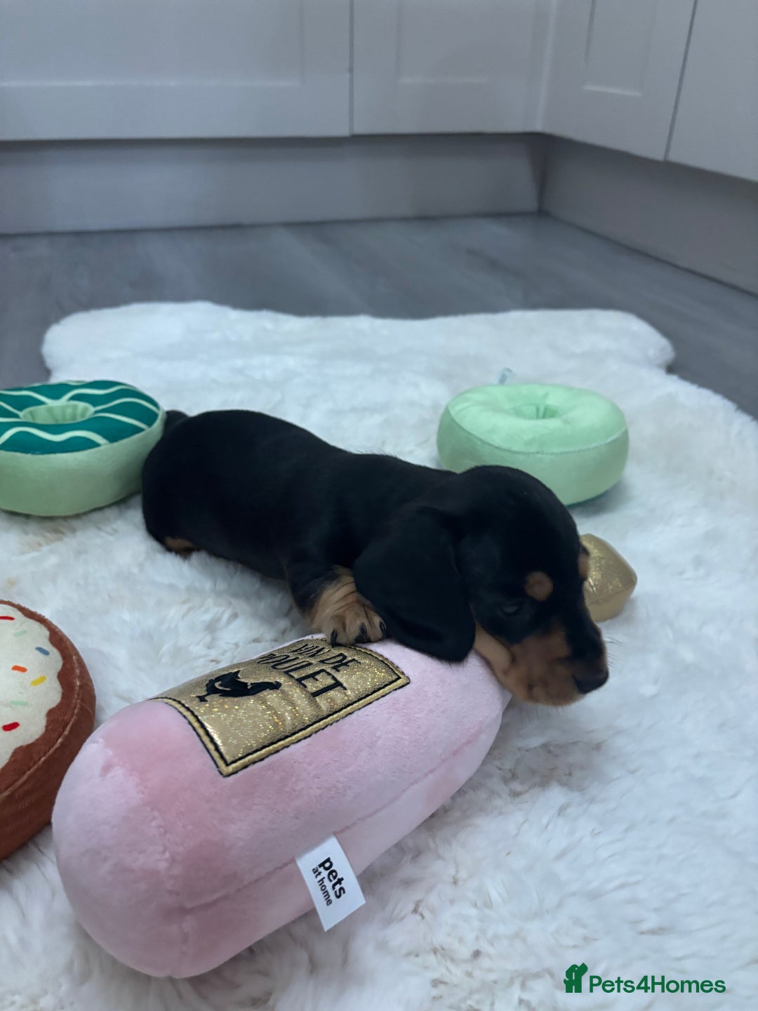 Miniature Dachshund dogs for sale: Miniature dachshund  - Advert 13