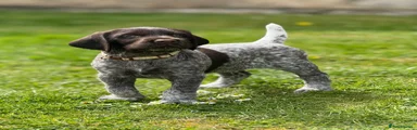 German Wirehaired Pointer Puppy 1