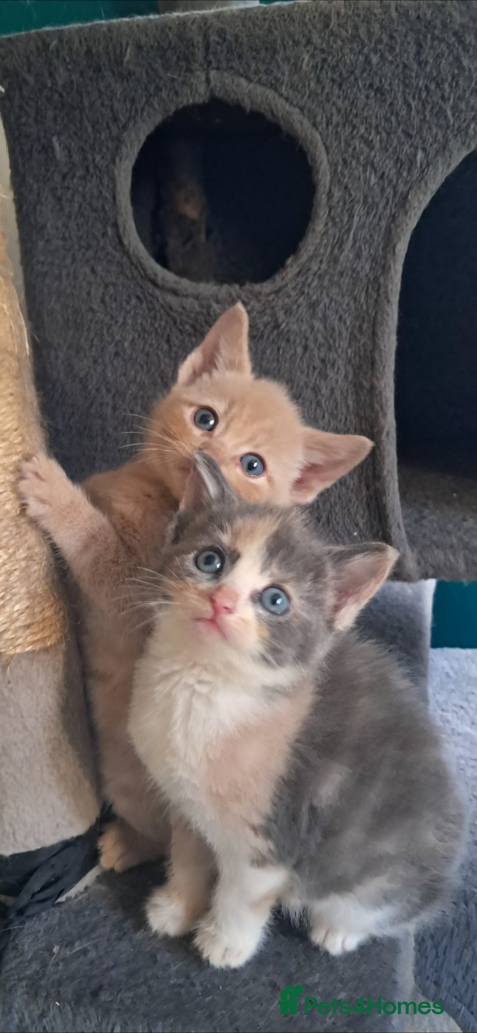 Mixed Breed cats Kittens for sale! - Advert 2