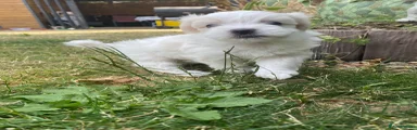 Bichon Frise 2
