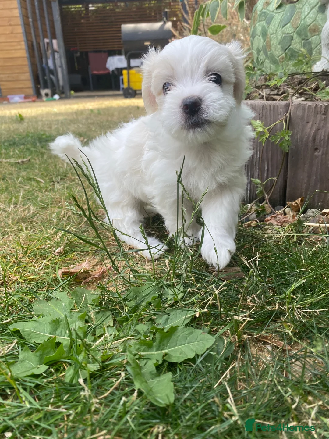 Bichon Frise dogs for sale: 3 boys and 2 girls ready to go after 17/08 - Advert 2