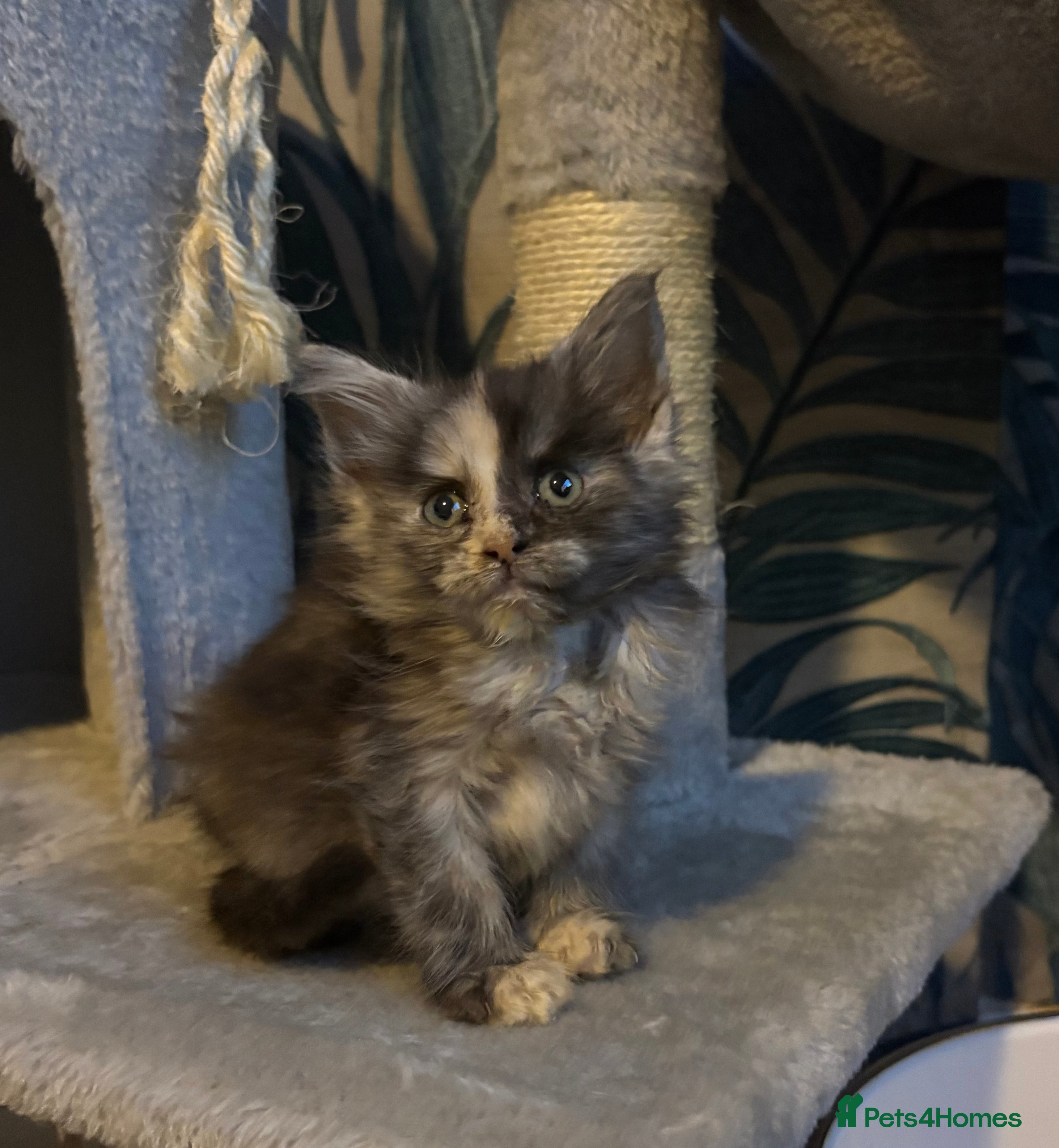 Maine Coon cats  Gorgeous Maincoon kittens girl  - Advert 9