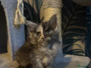 Maine Coon cats Gorgeous Maincoon kittens girl - Advert 9