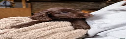 Mixed Breed dogs for sale: Beautiful Sproodle Puppies ready In 1 week! - Advert 6