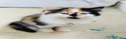 British Longhair cats for sale: Kittens - Advert 9