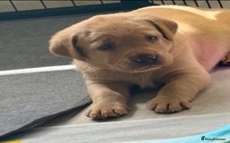 Labrador Retriever dogs for sale: Top quality litter of chunky KC reg Labradors ❤️ in Tamworth - Image 23