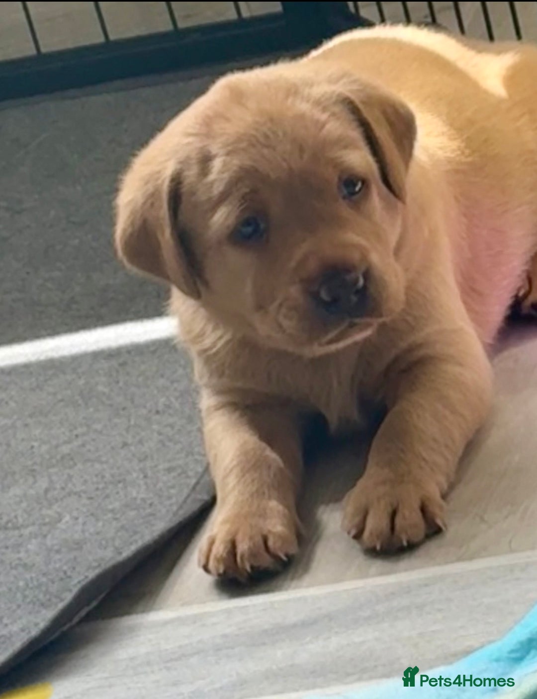 Labrador Retriever dogs for sale: Top quality litter of chunky KC reg Labradors ❤️ in Tamworth - Image 23