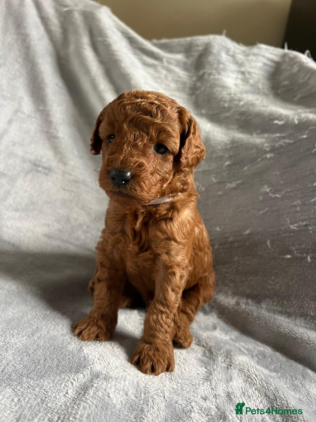 Toy Poodle dogs for sale: Beautiful Red Poodle Puppies - Image 11