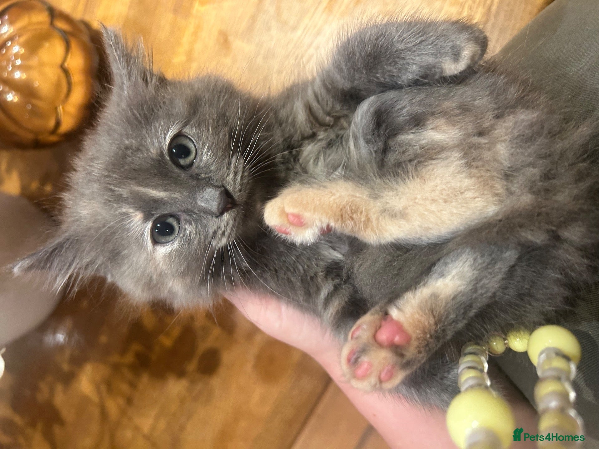 Ragdoll cats for sale: Stunning 3/4 ragdoll kittens for 5 star homes - Advert 3