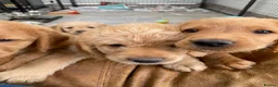 Labradoodle dogs for sale: Miniature Red Labradoodles - Advert 3