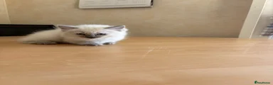 Ragdoll 3