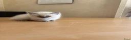 Ragdoll cats for sale: Beautiful Ragdols - Advert 7