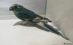 Parakeets birds for sale: Male blue pied spangle, split to cream kakariki - Image 3