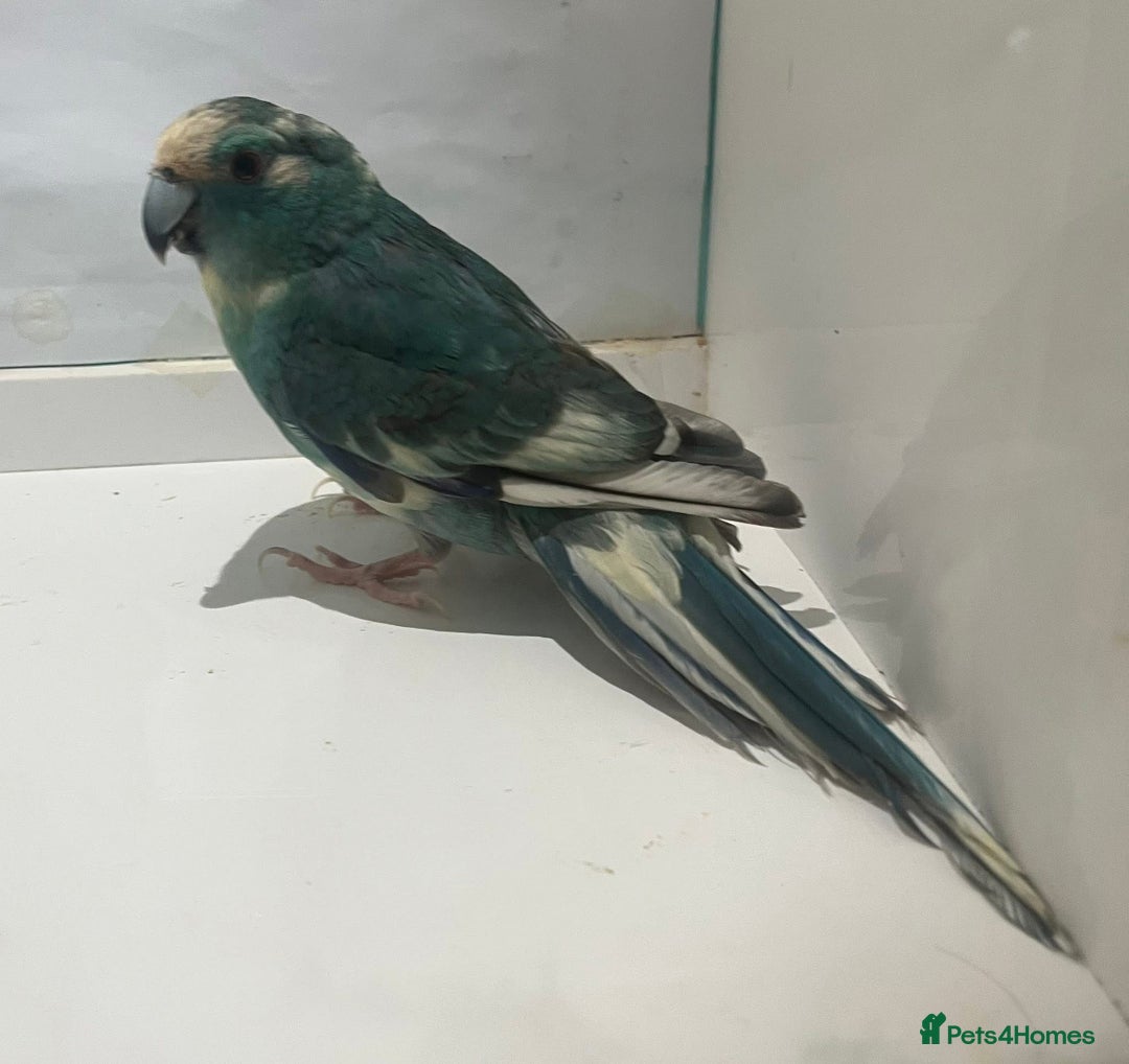 Parakeets birds for sale: Male blue pied spangle, split to cream kakariki - Image 3