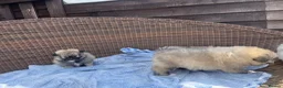 Maltipom dogs for sale: Maltipom - Advert 7