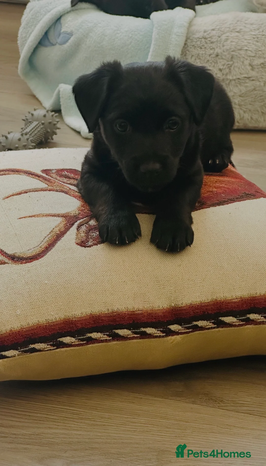 Patterjack dogs for sale: Patterjack puppies 1 girl 1 boy  - Advert 2